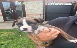 Boxer dogs for sale: Ready This Weekend Kc Boxer Puppies - Image 36