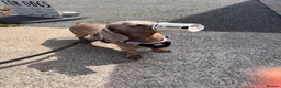 Dachshund dogs for sale: Rex male dog  in Wrexham - Advert 2