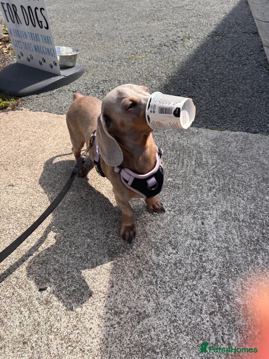 Dachshund dogs for sale: Rex male dog  in Wrexham - Advert 2