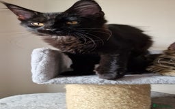 Maine Coon cats for sale: Pure Maine coon - Image 11