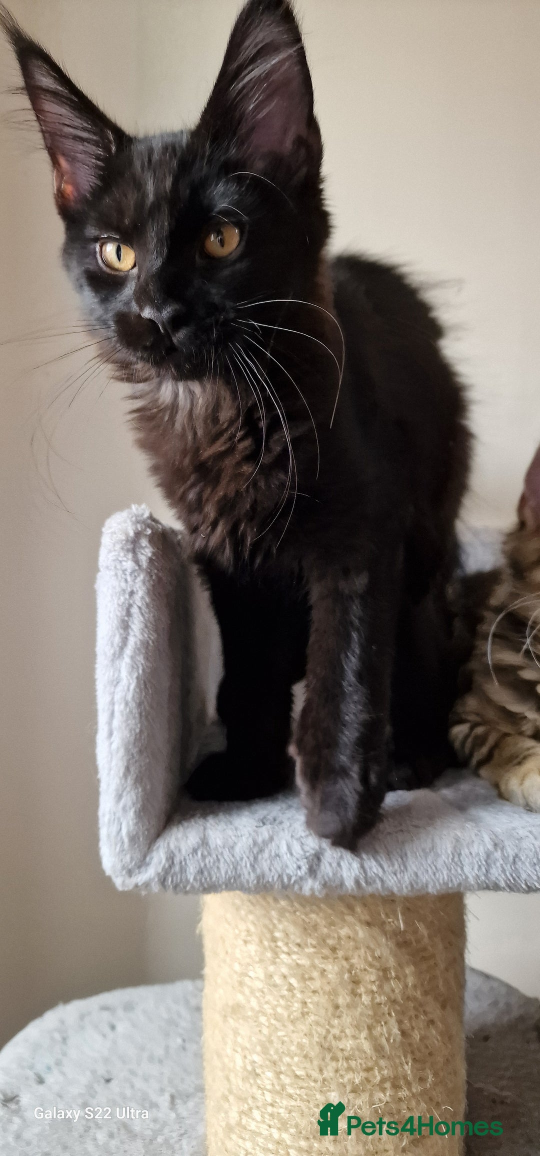 Maine Coon cats for sale: Pure Maine coon - Image 11