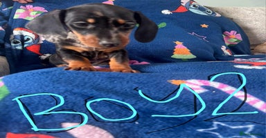 Dachshund dogs - Advert 4