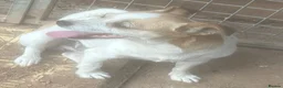 Jack Russell dogs for sale: Jack Russell girls  in Cardiff - Advert 6