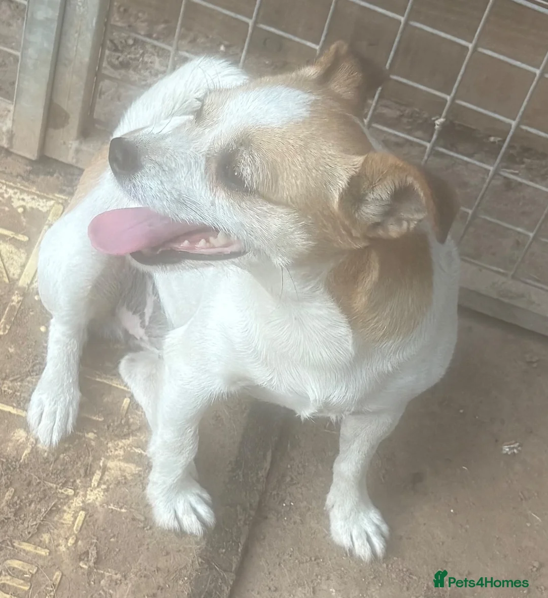 Jack Russell dogs for sale: Jack Russell girls  in Cardiff - Advert 6
