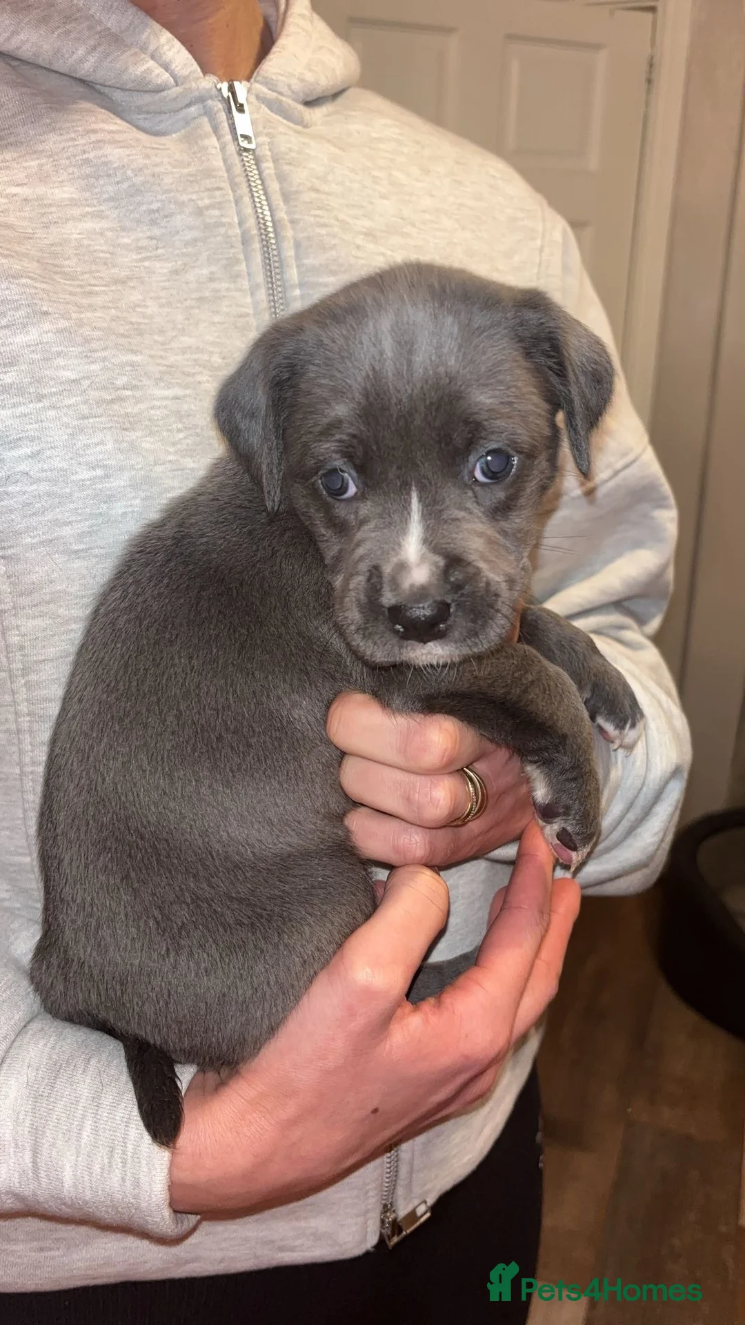 Mixed Breed dogs for sale: Stunning Cane Corso x Presa Canario Puppies  - Advert 13