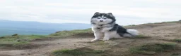 Pomsky dogs for stud: F3 Stud silver/white, 6.8kg, ready soon - Advert 3