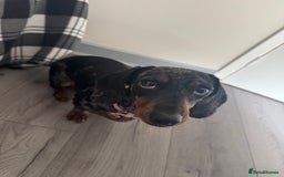 Miniature Dachshund dogs for sale: Miniature Dachsund - 1 year 5 month  - Image 2