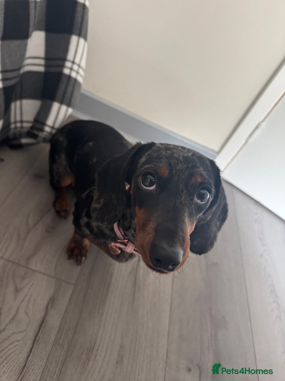 Miniature Dachshund dogs for sale: Miniature Dachsund - 1 year 5 month  - Image 2