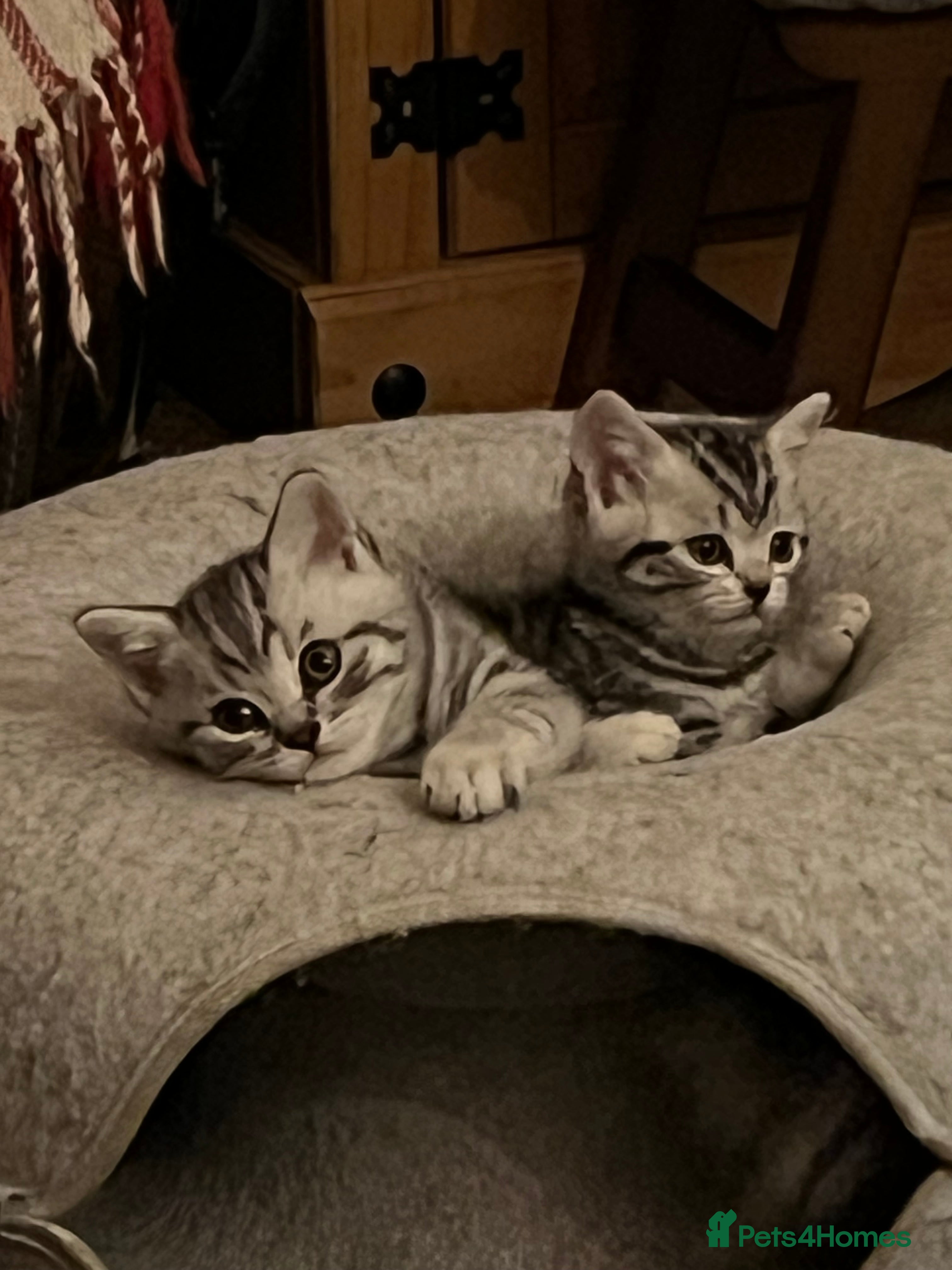 British Shorthair cats GCCF reg BSH BLACK SILVER TABBY KITTENS - Advert 4
