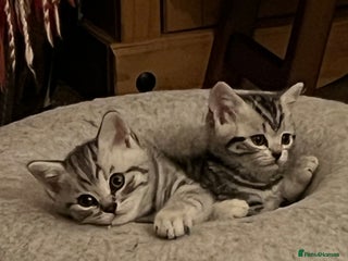 British Shorthair cats GCCF reg BSH BLACK SILVER TABBY KITTENS - Advert 2