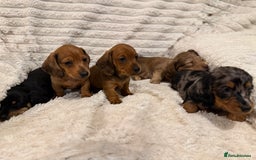 Miniature Dachshund dogs for sale: Quality Miniature Dachshund puppies - Advert 4