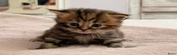British Shorthair cats for sale: British short hair cross with British longhair  - Advert 3