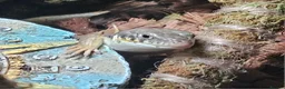 Lizard reptiles for sale: 2 Schneider/berber skinks - Advert 1