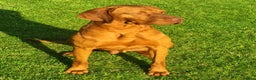 Hungarian Vizsla dogs for stud: KC Registered Smooth Hungarian Vizsla in Penrith - Advert 2