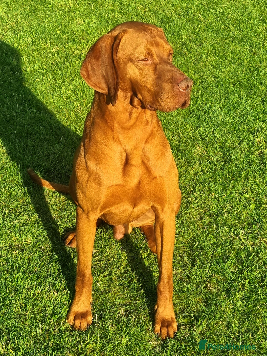 Hungarian Vizsla dogs for stud: KC Registered Smooth Hungarian Vizsla in Penrith - Advert 2