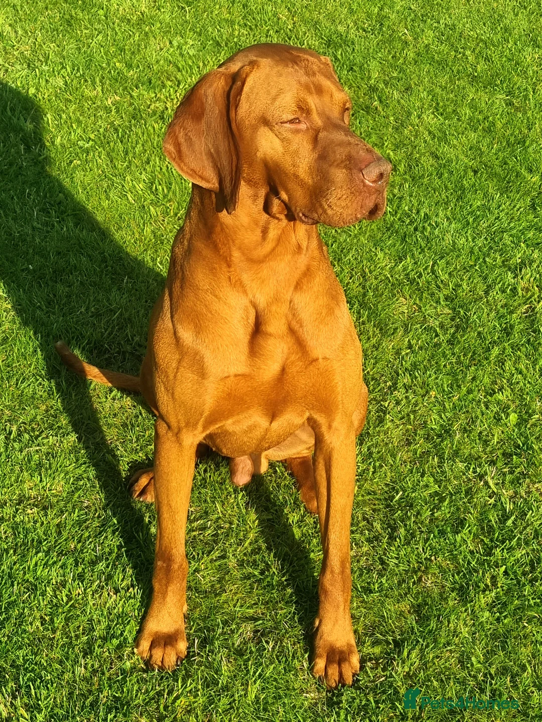Hungarian Vizsla dogs for stud: KC Registered Smooth Hungarian Vizsla in Penrith - Advert 2