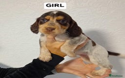 Cocker Spaniel dogs for sale: 7 cocker spaniel puppies - Advert 7