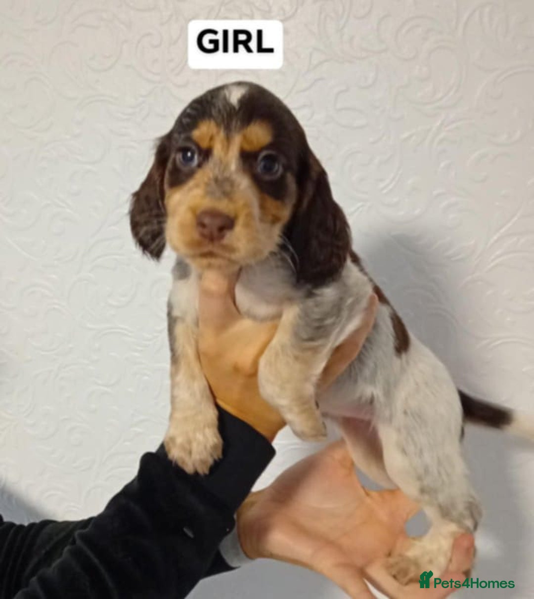 Cocker Spaniel dogs for sale: 7 cocker spaniel puppies - Advert 7