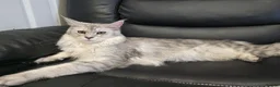 Maine Coon cats for sale: Maine Coon Kittens Russian/European lines - Advert 26