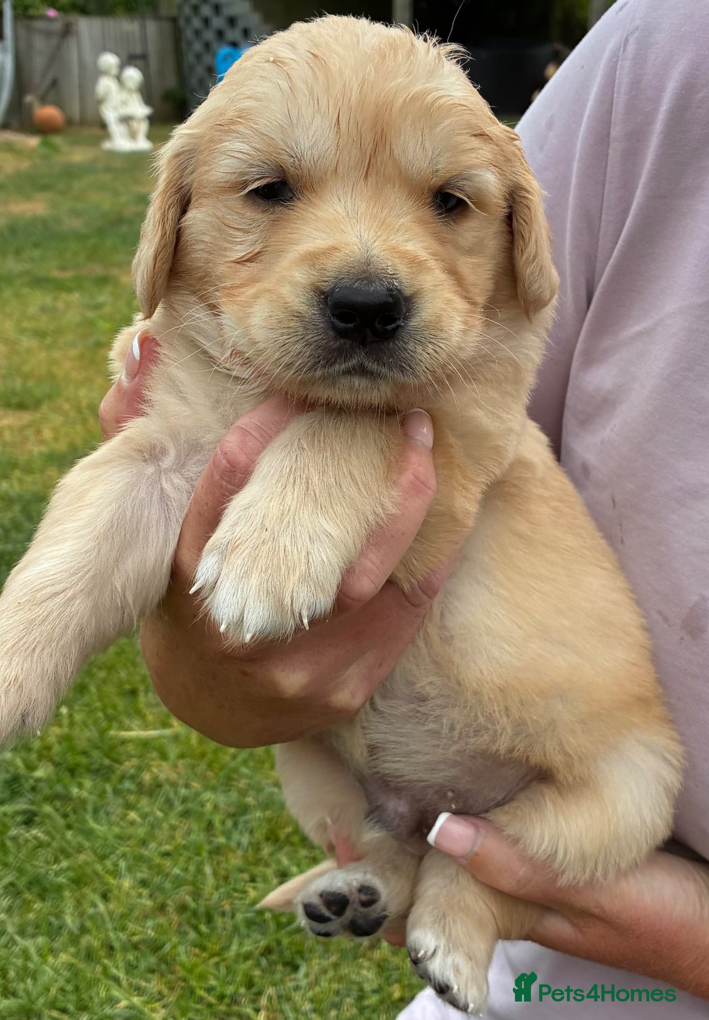 Golden Retriever dogs for sale: Stunning kc golden retriever puppies 🐶  in Ashford - Advert 10
