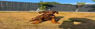 Dobermann 3