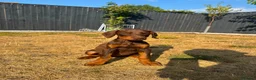 Dobermann dogs for sale: KC Registered Doberman puppies Available now. - Advert 5