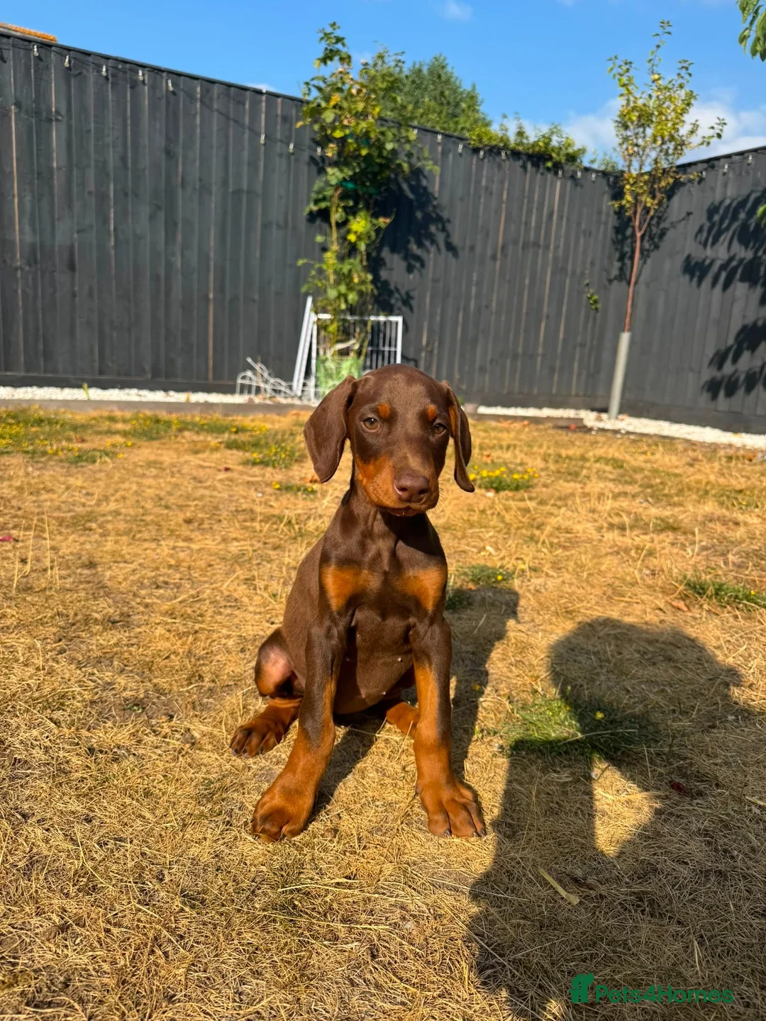 Dobermann dogs for sale: KC Registered Doberman puppies Available now. - Advert 5