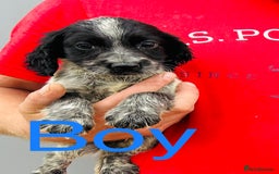 Cocker Spaniel dogs for sale: Beautiful litter of cocker spaniels - Image 8