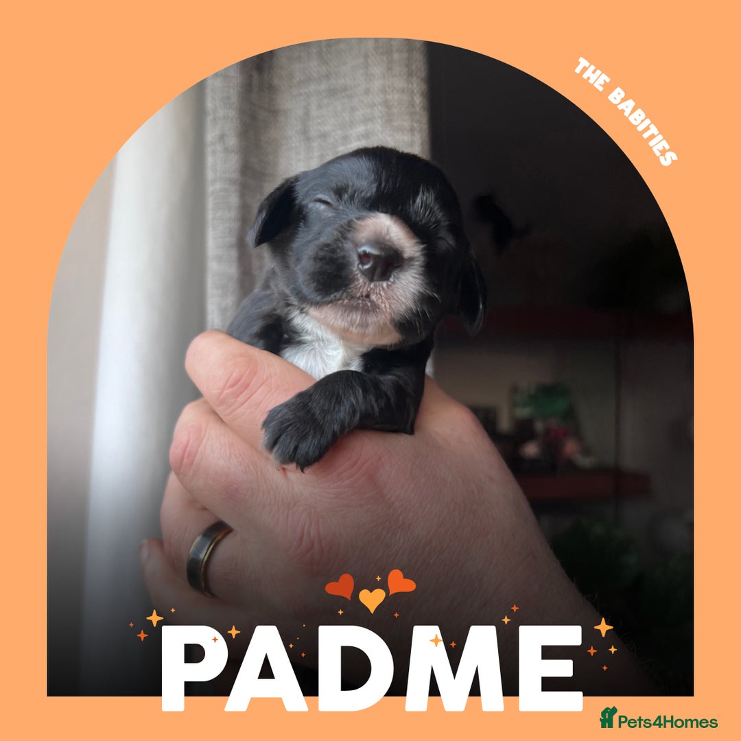 Cocker Spaniel dogs for sale: Working Cocker Spaniels Puppies for sale  - Advert 9