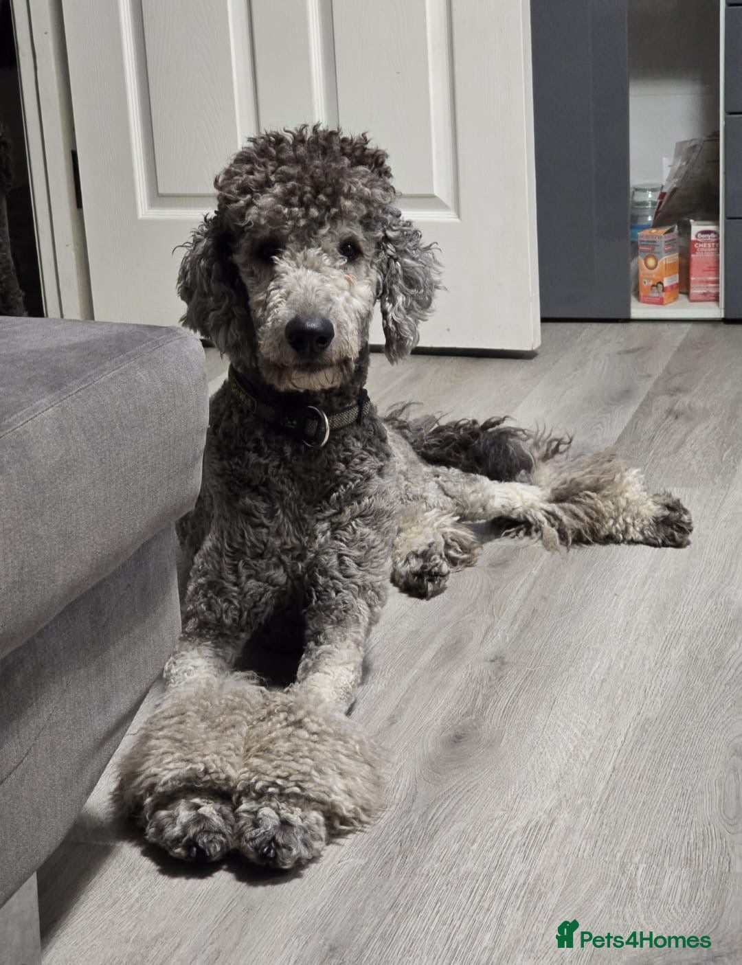 Standard Poodle dogs KC Standard Poodle Stud  - Advert 4