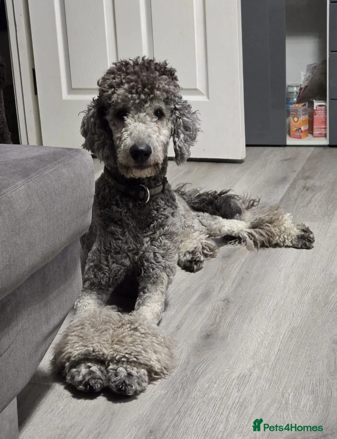 Standard Poodle dogs for stud: KC Standard Poodle Stud  - Advert 1
