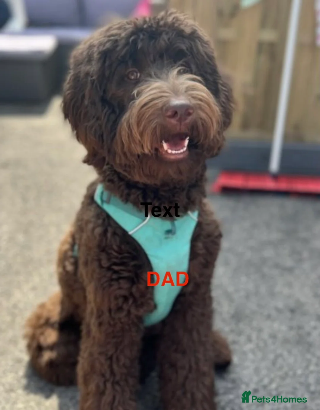 Double Doodle dogs for sale: Quality Standard Multigenerational Double Doodles - Advert 2