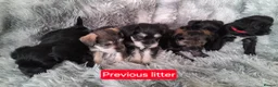 Miniature Schnauzer dogs for sale: Miniature Schnauzer KC reg pups - Advert 6