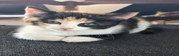 Mixed Breed cats for sale: Home reared kittens - Advert 5