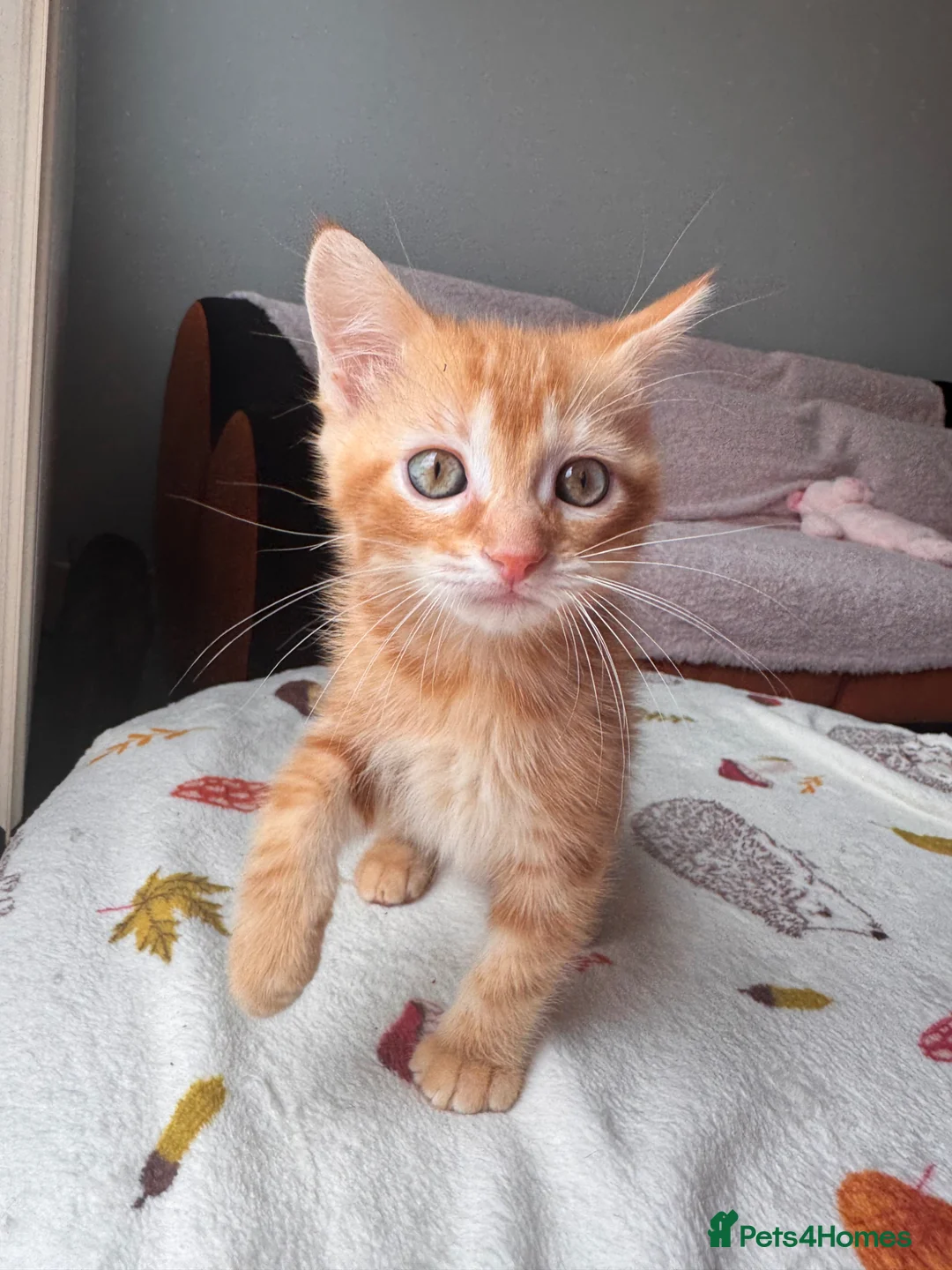 Mixed Breed cats for sale: Ragdoll/tortoiseshell mix kittens in Norwich - Advert 2