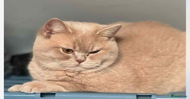 British Shorthair cats - Advert 16