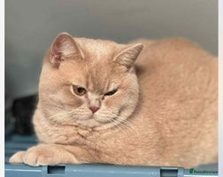 British Shorthair cats - Advert 16