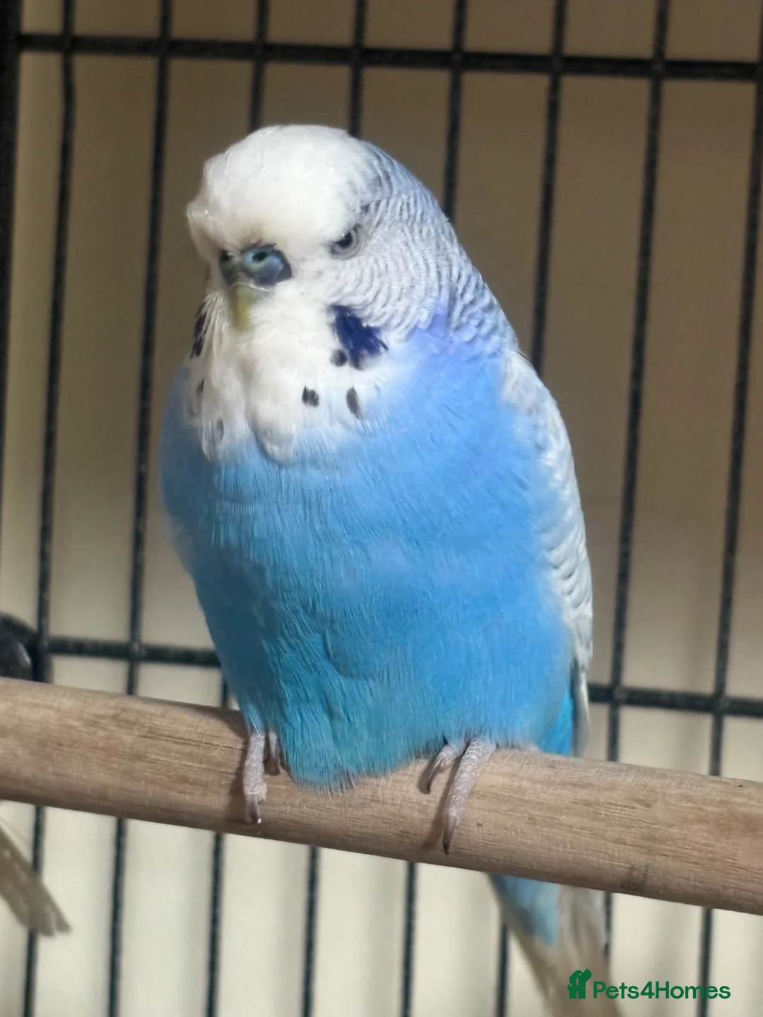 Budgerigars birds for sale: Baby Budgies’s for sale  - Advert 2