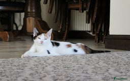 British Shorthair cats for sale: 2 Bundles of Joy!! Ready now!! - Image 19