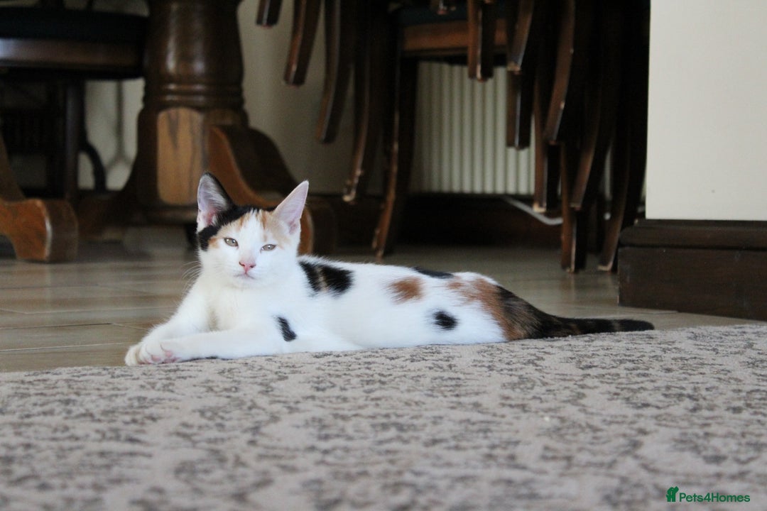 British Shorthair cats for sale: 2 Bundles of Joy!! Ready now!! - Image 19