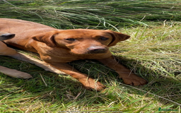 Mixed Breed dogs for sale: Hungarian Vizsla - Image 7