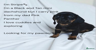 Miniature Dachshund dogs - Advert 1