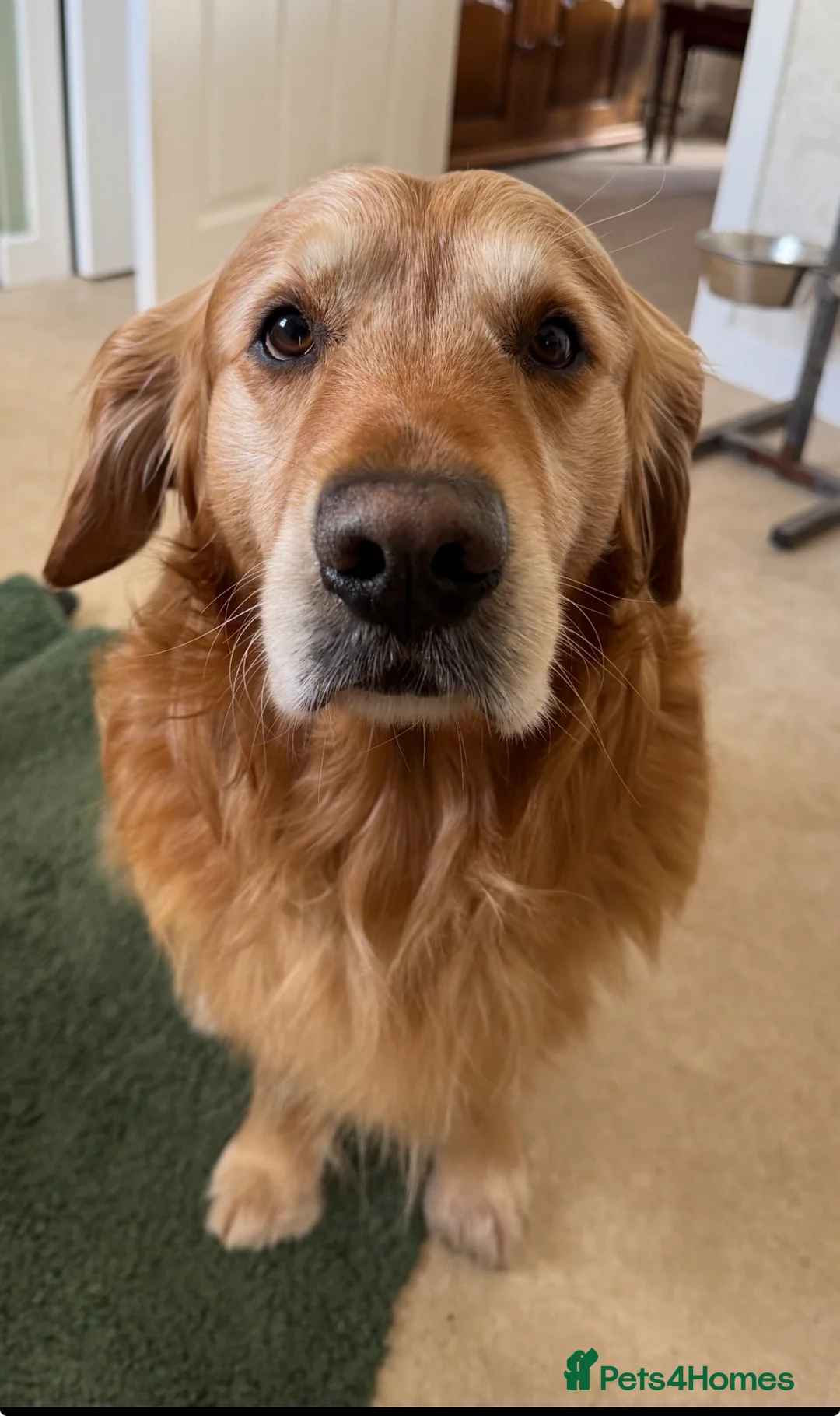 Golden Retriever dogs for stud: Golden retriever stud - Advert 1