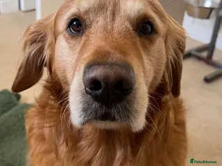 Golden Retriever dogs Golden retriever stud - Advert 5