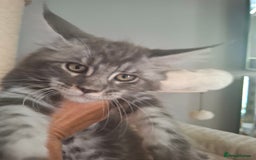 Maine Coon cats for sale: Xxl pure mainecoons  - Image 2