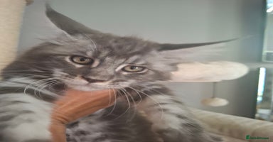 Maine Coon cats - Advert 13