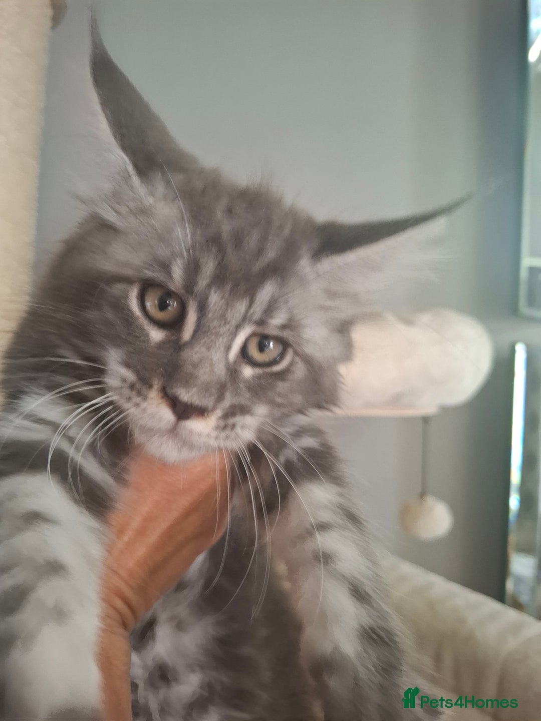 Maine Coon cats for sale: Xxl pure mainecoons  - Image 2