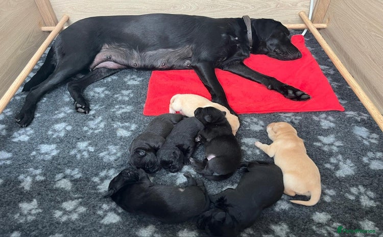 Labrador Retriever dogs in Droitwich - Advert 1