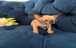 Sphynx cats for sale: TICA Adorable Kittens❤️Parents HCM Clear  - Image 12