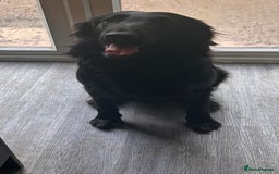 Flat coated Retriever dogs for sale: Flat coat retriever  - Image 4